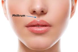What You Should Know About Philtrum (With Pictures, Videos, And Faqs) Philtrum - Healthsoothe