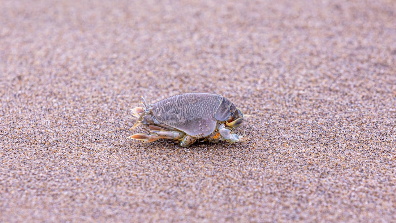 Can You Eat Sand Fleas? Here'S Everything You Need To Know! Can You Eat Sand Fleas