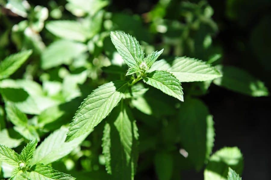 Scent Leaf And Menstruation: Is There A Correlation? Scent Leaf And Menstruation: Is There A Correlation?