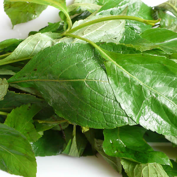 27 Vegetables In Nigeria, Types, Recipes And More. Go Green! Scent Leaf (Efinrin) | Vegetables In Nigeria, Types, Recipes
