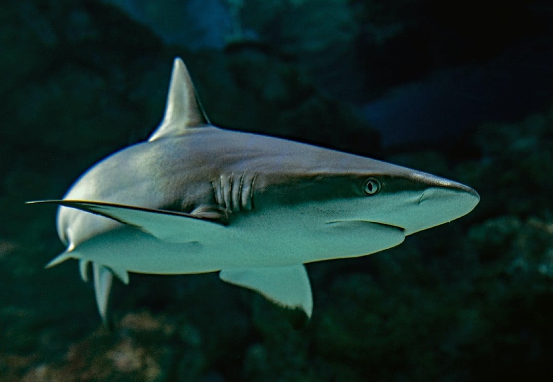 Can You Eat Sharks? | Let'S Explore Some Faqs About Eating Shark Meat Can You Eat Sharks