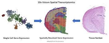 Novel Spatial Transcriptomics Solutions That Will Change The Way We Look At Genes Novel Spatial Transcriptomics Solutions That Will Change The Way We Look At Genes