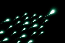 How To Boost Sperm Count In Nigeria Sperm Cells - How To Boost Sperm Count