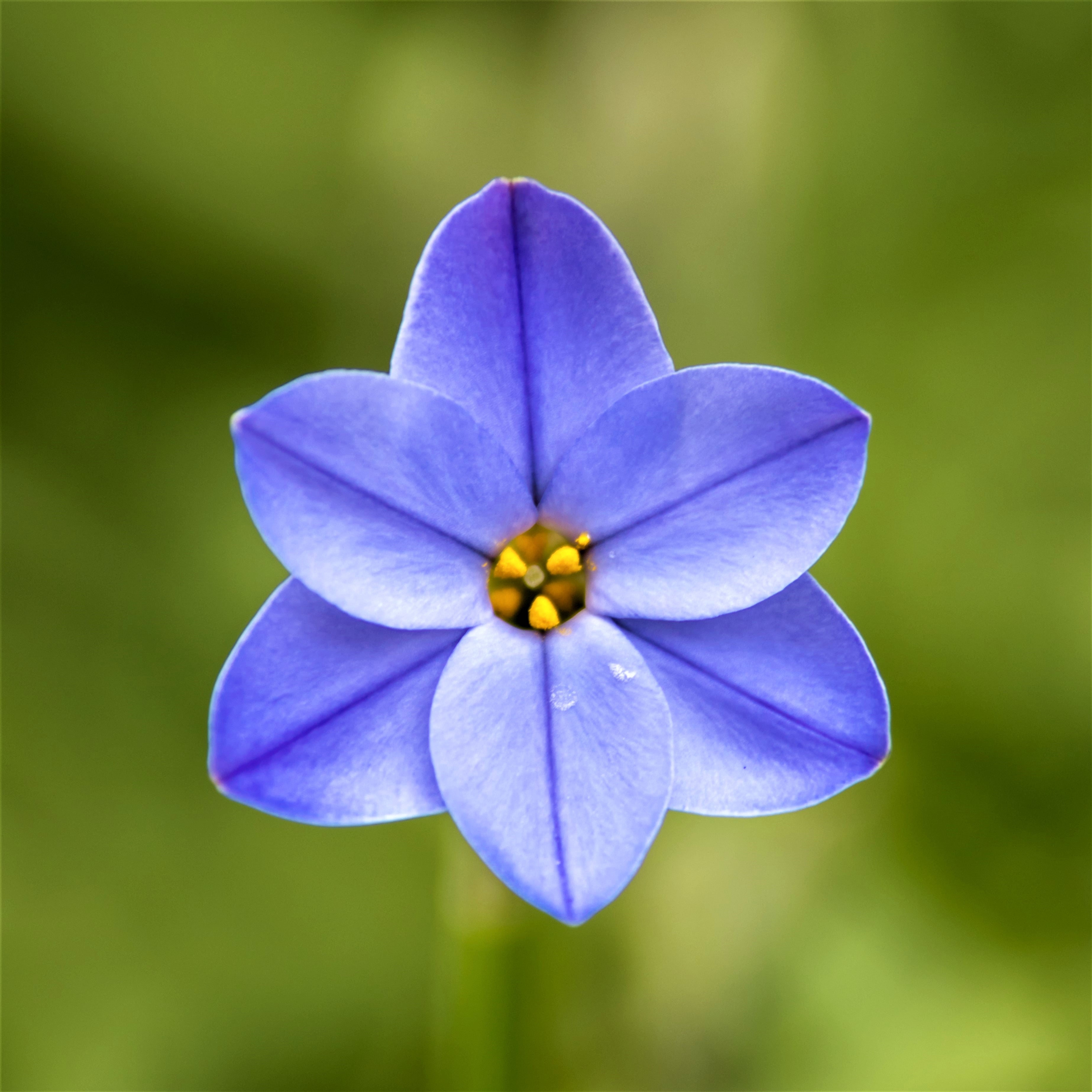The Blue Food Challenge: Natural Blue-Colored Foods And Their Benefits Gorgeous Blue Starflower Bulbs For Sale Online | Rolf Fiedler – Easy To Grow Bulbs