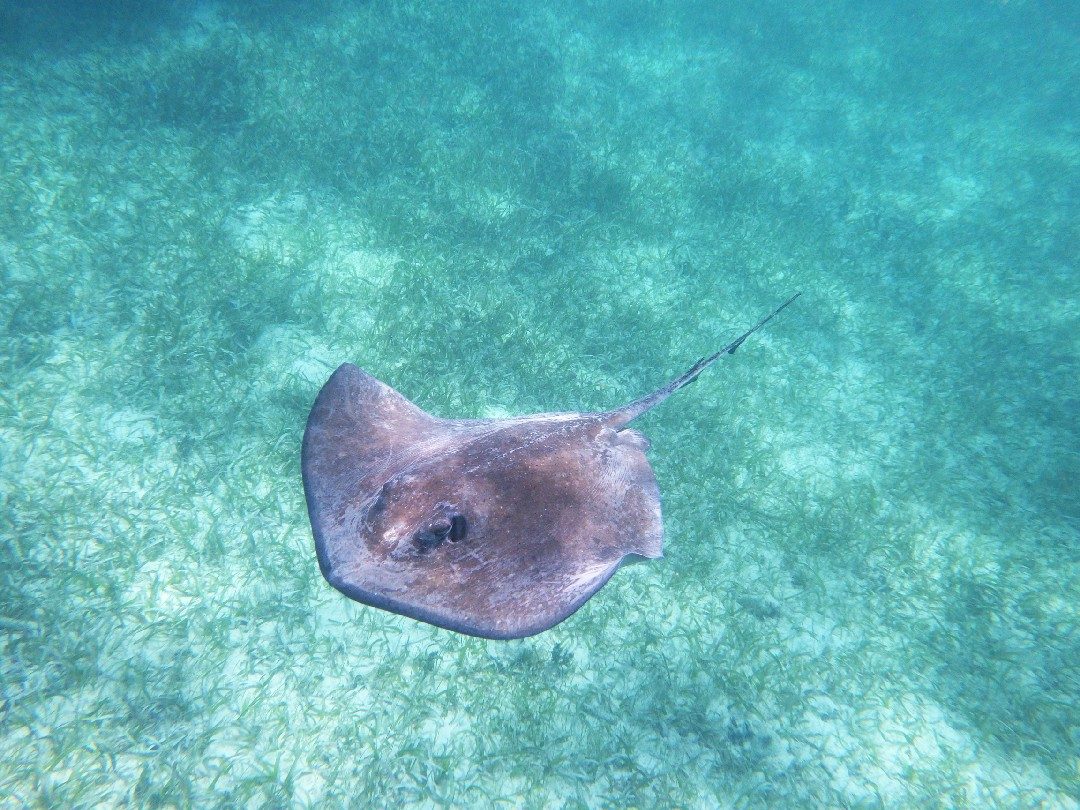 Can You Eat Stingray? Here'S What You Should Know Can You Eat Stingray
