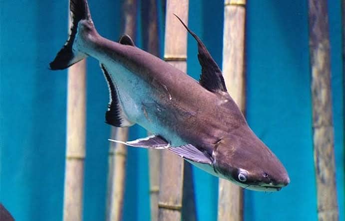 Does Swai Fish Have Scales And Fins? Does Swai Fish Have Scales And Fins