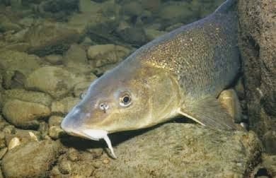 Does Swai Fish Have Scales And Fins? Does Swai Fish Have Scales And Fins