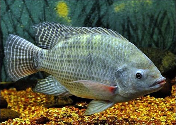 Does Tilapia Have Scales And Fins? Discover The Facts About Tilapia! Does Tilapia Have Scales And Fins