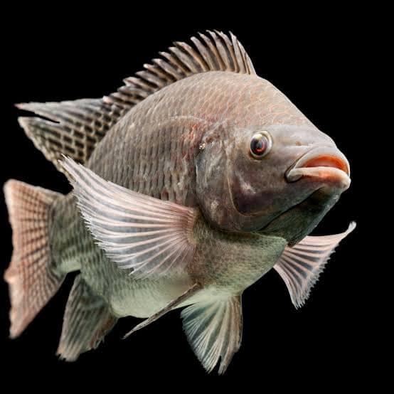 Does Tilapia Have Scales And Fins? Discover The Facts About Tilapia! Does Tilapia Have Scales And Fins