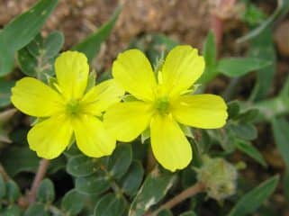 Uses Of Tribulus Terrestris In Yoruba Land Tribulus Terrestris In Yoruba