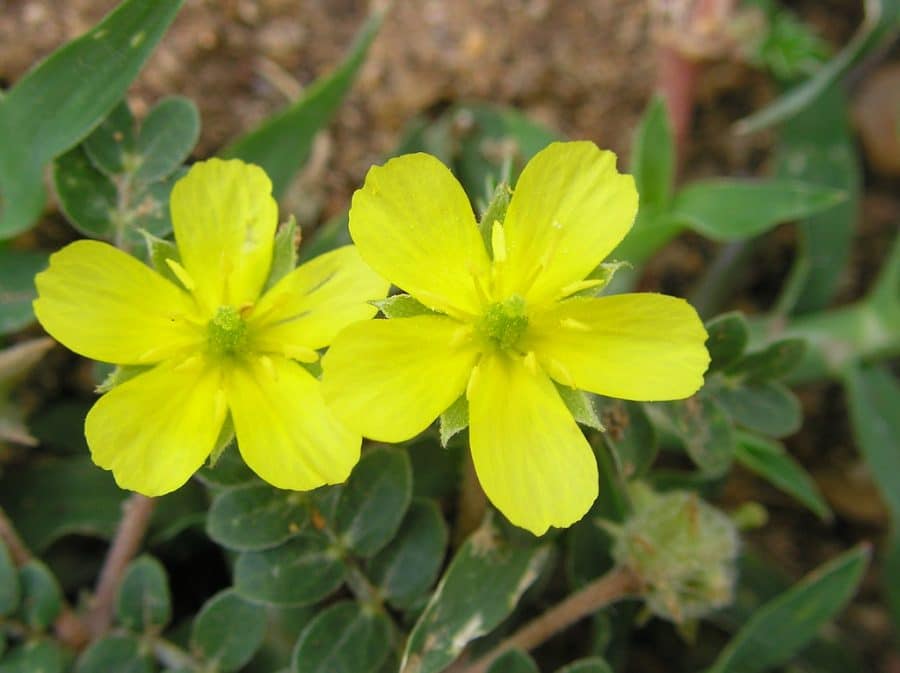 Uses Of Tribulus Terrestris In Yoruba Land Tribulus Terrestris In Yoruba
