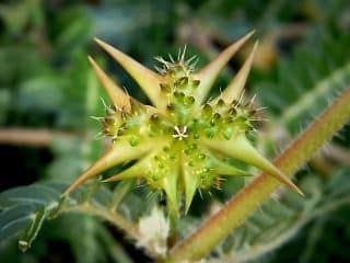 Uses Of Tribulus Terrestris In Yoruba Land Tribulus Terrestris In Yoruba (Fruit)