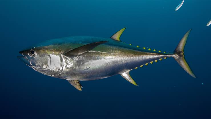 Does Tuna Have Scales And Fins? Let'S Dive Into The Facts! Does Tuna Have Scales And Fins