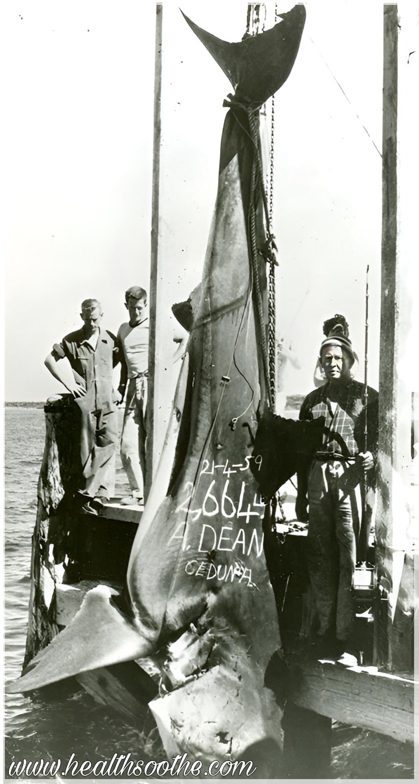 The 10 Biggest Fish Ever Caught: A Closer Look At Nature’s Largest Sea Creatures Biggest Fish Ever Caught