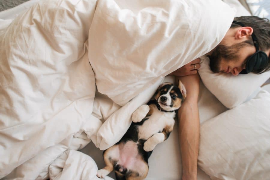 Bed Sharing Rules For Co-Sleeping With Dogs Bed Sharing Rules For Co-Sleeping With Dogs