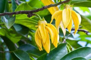 Ylang Ylang Flower Picture 10 Ways To Reduce Stress And Anxiety Naturally