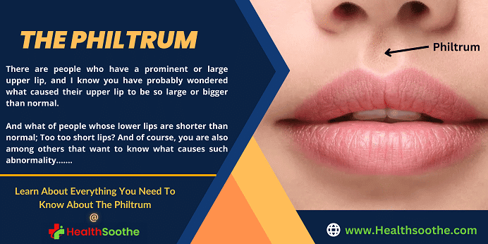 What You Should Know About Philtrum (With Pictures, Videos, And Faqs) Philtrum - Healthsoothe