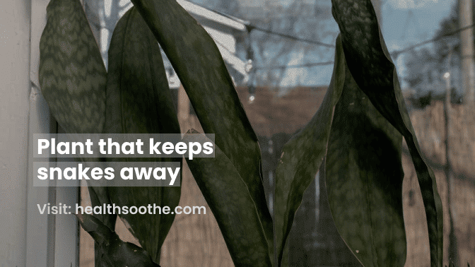 Plants That Repel Snakes: Natural Solutions For Your Garden Plants That Repel Snakes: Natural Solutions For Your Garden