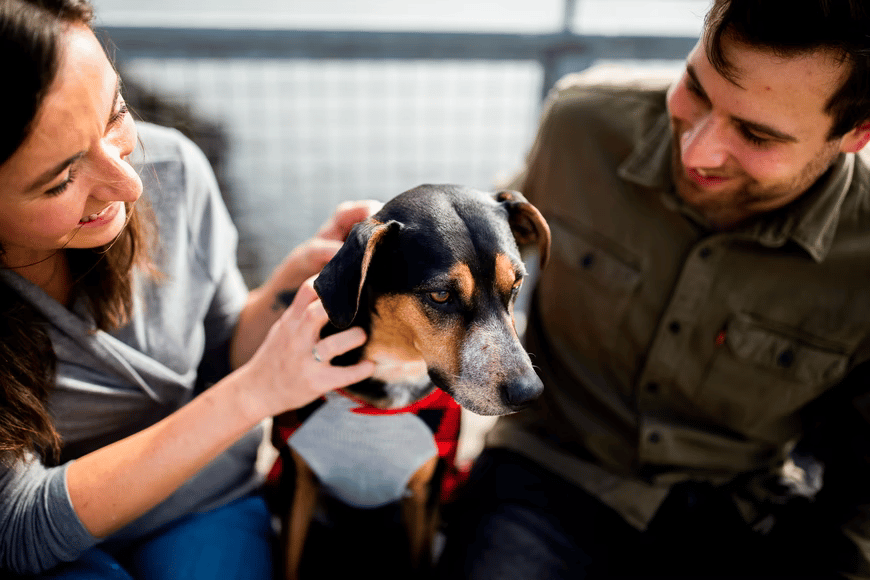 Top Reasons Why New Pet Owners Should Get Insurance Coverage Top Reasons Why New Pet Owners Should Get Insurance Coverage
