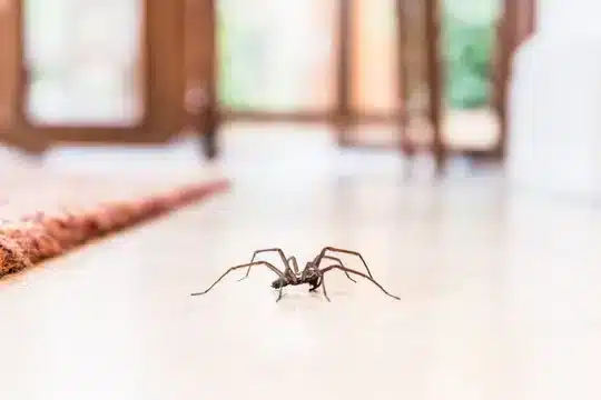 How To Keep Spiders Out Of Your Home In Utah How To Keep Spiders Out Of Your Home In Utah